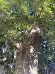 Zelkova serrata