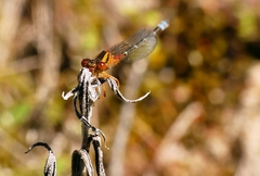 Xanthagrion erythroneurum