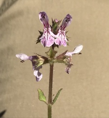 Stachys stebbinsii