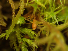 Orthotrichaceae
