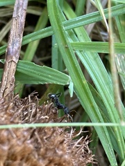 Formicidae