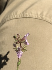 Stachys stebbinsii
