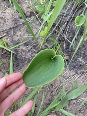 Eriospermum