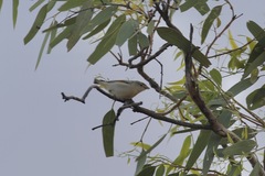 Pardalotus rubricatus