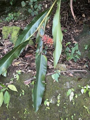 Alpinia