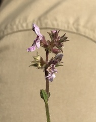 Stachys stebbinsii