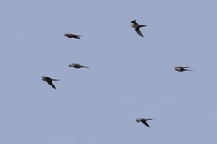 Nymphicus hollandicus