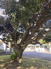 Quercus glauca
