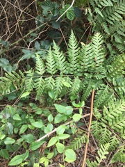 Pteris tremula