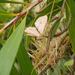 Epicyme rubropunctaria