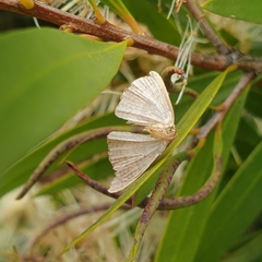 Epicyme rubropunctaria