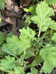 Artemisia princeps