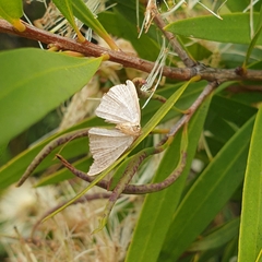 Epicyme rubropunctaria
