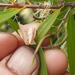 Epicyme rubropunctaria