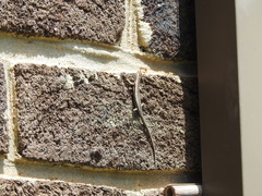 Cryptoblepharus pannosus