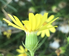 Senecio flaccidus douglasii