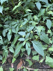 Lecanthus peduncularis