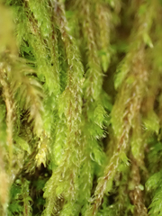 Hypnum circinale