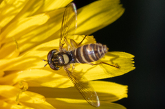 Sphaerophoria sulphuripes