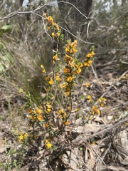 Pultenaea largiflorens