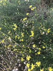 Senecio flaccidus douglasii