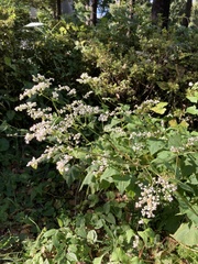 Fagopyrum esculentum
