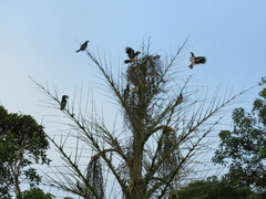 Bycanistes bucinator