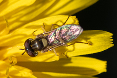 Sphaerophoria sulphuripes