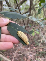 Elisolimax flavescens