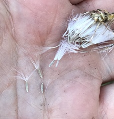 Senecio flaccidus douglasii