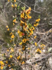 Pultenaea largiflorens