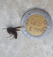 Parachartergus apicalis