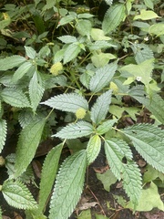 Lecanthus peduncularis