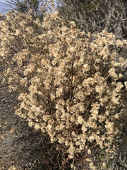 Pseudognaphalium
