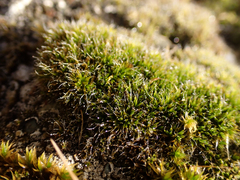 Grimmia pulvinata