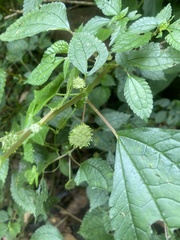 Lecanthus peduncularis