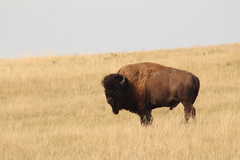 Bison bison bison