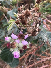 Rubus rigidus