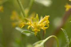 Pimelea curviflora