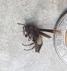 Parachartergus apicalis