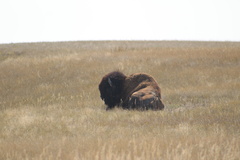 Bison bison bison