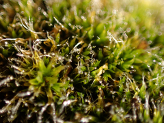 Grimmia pulvinata