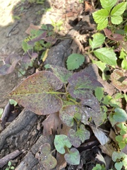 Houttuynia cordata