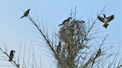 Bycanistes bucinator