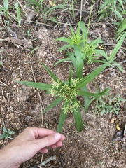 Cyperus albostriatus