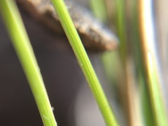 Poa douglasii