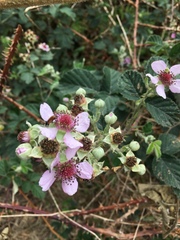 Rubus rigidus