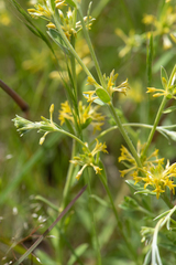 Pimelea curviflora