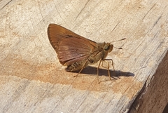Cephrenes augiades