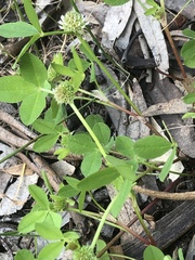 Trifolium glomeratum